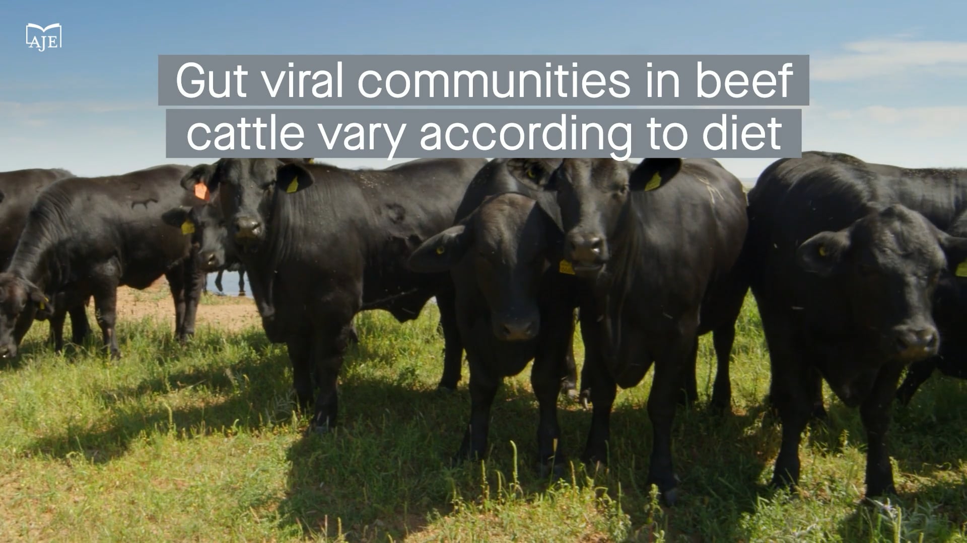 Viral communities in the gastrointestinal tracts of beef cattle vary according to diet