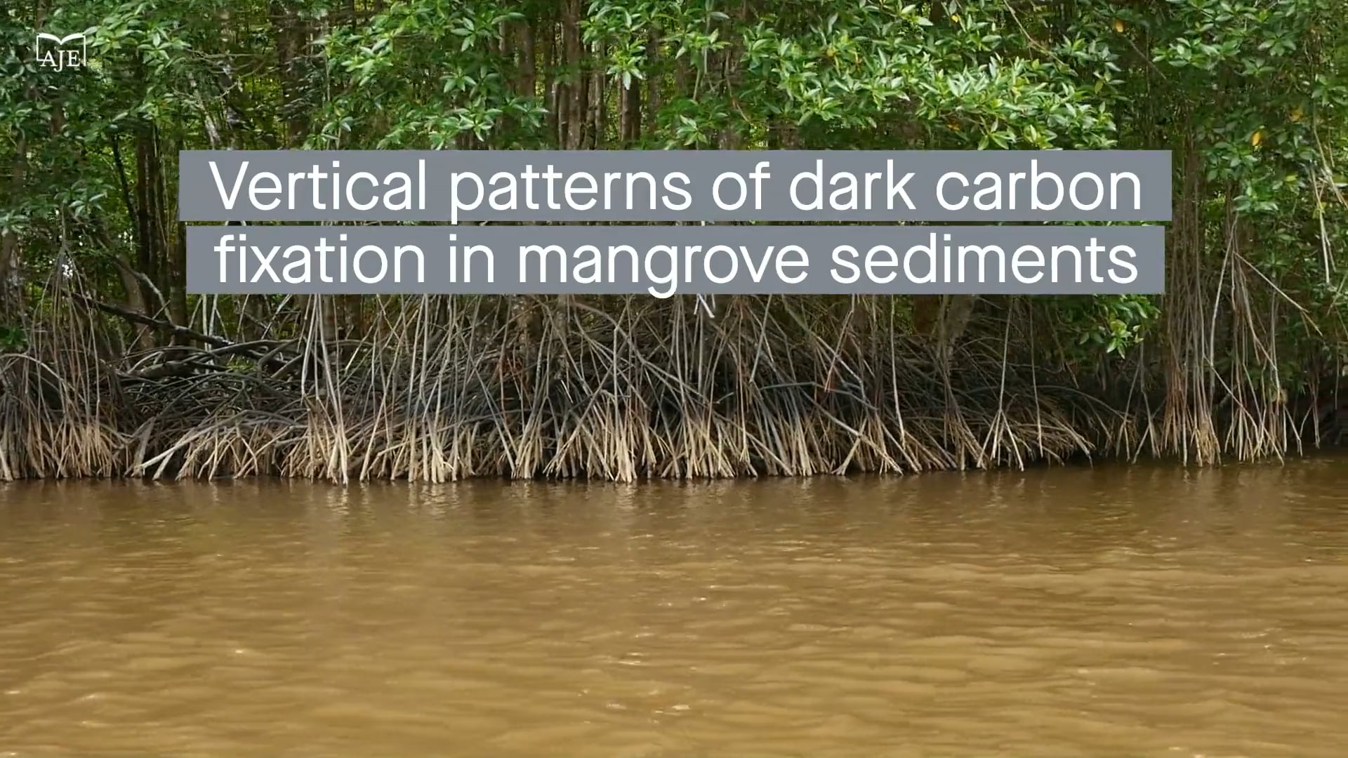 Vertical patterns of dark carbon fixation in mangrove sediments